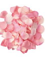 DIABO PICANTE - 100 PÉTALAS ROSA